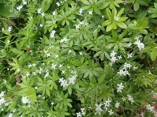 Sweet woodruff (Galium odoratum) — mature form