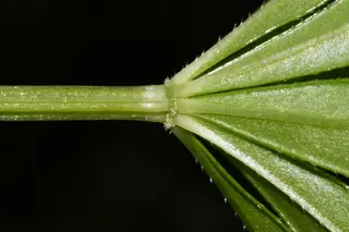 Sweet woodruff (Galium odoratum) — foliage