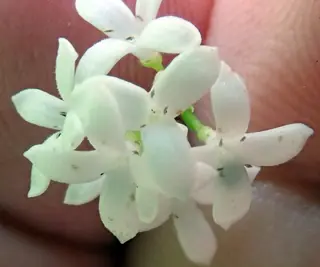 Sweet woodruff (Galium odoratum) — bloom