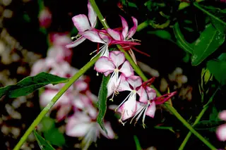 Whirling Butterflies (Gaura lindheimeri), fall color