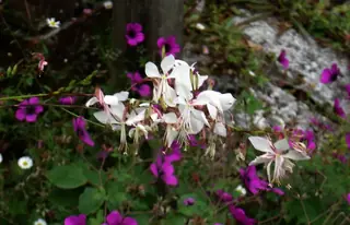 Whirling Butterflies