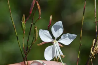 Whirling Butterflies (Gaura lindheimeri) — mature form