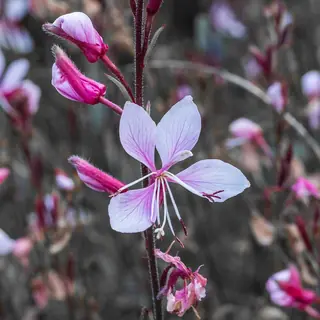 Whirling Butterflies (Gaura lindheimeri) — foliage