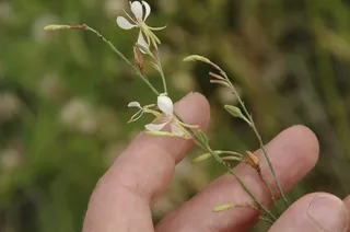 Whirling Butterflies (Gaura lindheimeri) — bloom