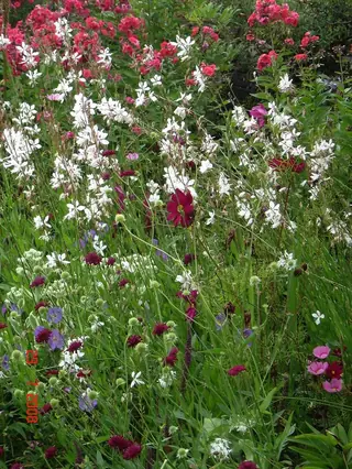 Whirling Butterflies (Gaura lindheimeri), habit