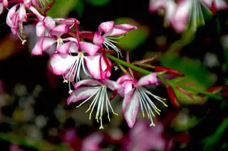 Whirling Butterflies (Gaura lindheimeri), bloom