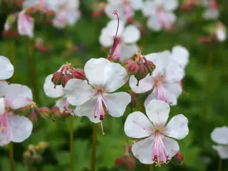 Bigroot / Cambridge cranesbill