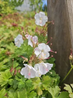 Bigroot / Cambridge cranesbill (Geranium x cantabrigiense) — mature form