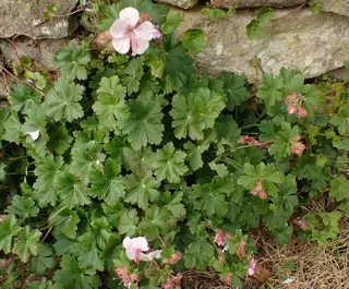 Bigroot / Cambridge cranesbill (Geranium x cantabrigiense) — foliage