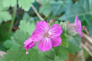 Bigroot / Cambridge cranesbill (Geranium x cantabrigiense) — bloom