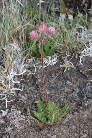 prairie smoke