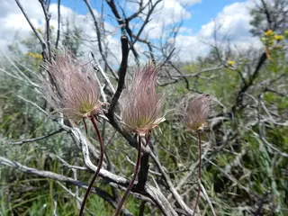 prairie smoke (Geum triflorum) — mature form