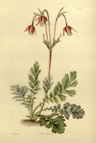 prairie smoke (Geum triflorum) — foliage
