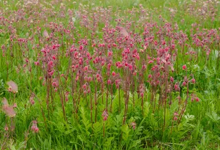 prairie smoke (Geum triflorum) — bloom