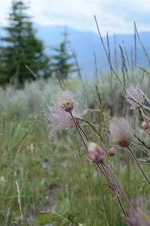 prairie smoke (Geum triflorum) — fall color