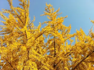 Ginkgo, Ginkgo/Maidenhair Tree, 'Princeton Sentry', 'Autumn Gold' (Ginkgo biloba), habit