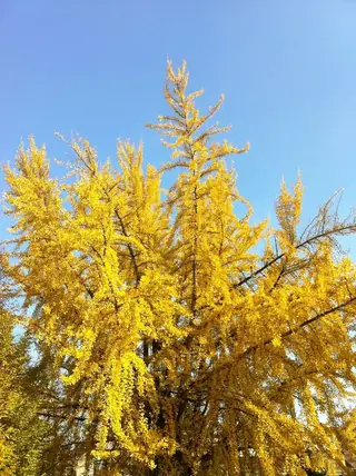 Ginkgo, Ginkgo/Maidenhair Tree, 'Princeton Sentry', 'Autumn Gold' (Ginkgo biloba), foliage