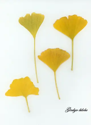 Ginkgo, Ginkgo/Maidenhair Tree, 'Princeton Sentry', 'Autumn Gold' (Ginkgo biloba), mature form