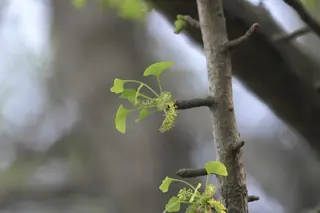 Ginkgo — Ginkgo/Maidenhair Tree, 'Princeton Sentry', 'Autumn Gold' (Ginkgo biloba) — foliage