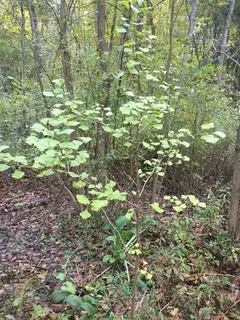 Ginkgo — Ginkgo/Maidenhair Tree, 'Princeton Sentry', 'Autumn Gold' (Ginkgo biloba) — bloom