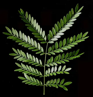 Honeylocust — Thornless Common – NORTHERN ACCLAIM®