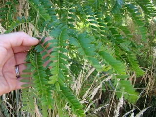 Honeylocust — Thornless Common – SUNBURST® (Gleditsia triacanthos) — mature form