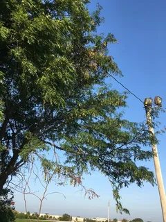 Honeylocust — Thornless Common – SUNBURST® (Gleditsia triacanthos) — foliage