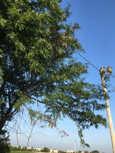 Honeylocust