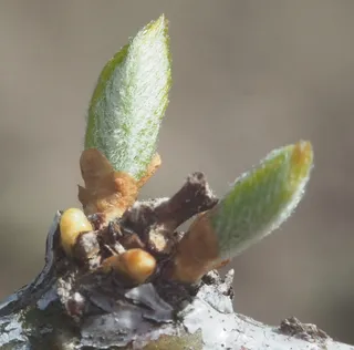 Honeylocust — Thornless Common – SUNBURST® (Gleditsia triacanthos) — bloom