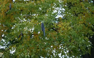 Coffeetree (Gymnocladus dioicus), fall color