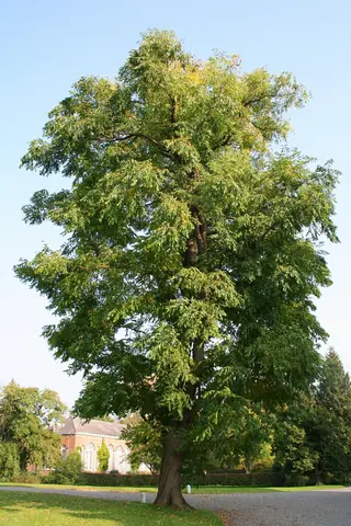 Coffeetree (Gymnocladus dioicus), mature form