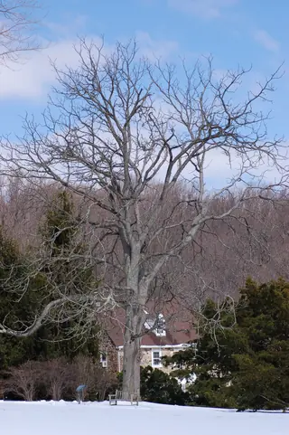 Coffeetree (Gymnocladus dioicus), foliage