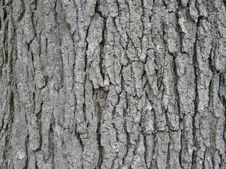 Kentucky Coffeetree bark