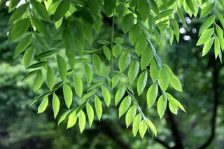 Coffeetree (Gymnocladus dioicus), habit