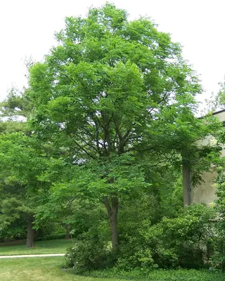 Coffeetree — Kentucky Coffeetree