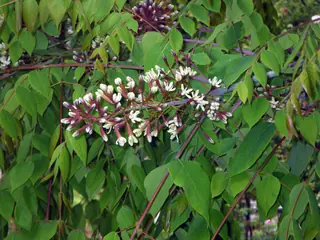 Kentucky Coffeetree flower