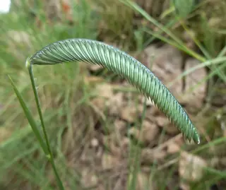 FREEDA Caterpillar Grass