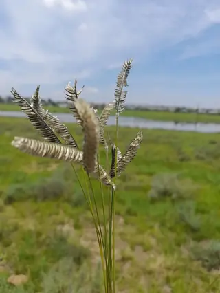 FREEDA Caterpillar Grass (Harpochloa falx 'Compact Black') — mature form
