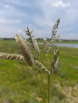 FREEDA Caterpillar Grass (Harpochloa falx 'Compact Black') — foliage
