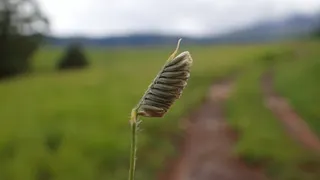 FREEDA Caterpillar Grass (Harpochloa falx 'Compact Black') — bloom
