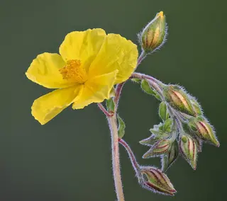 Sun rose / rock rose