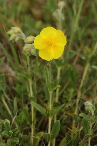 Sun rose / rock rose (Helianthemum nummularium) — mature form
