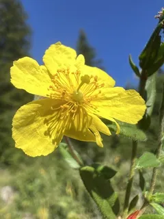 Sun rose / rock rose (Helianthemum nummularium) — foliage