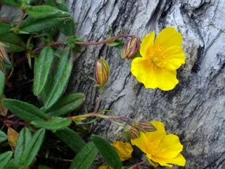 Sun rose / rock rose (Helianthemum nummularium) — bloom