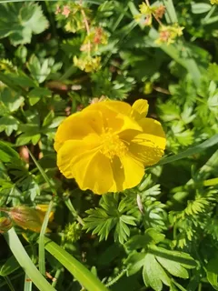 Sun rose / rock rose (Helianthemum nummularium) — fall color