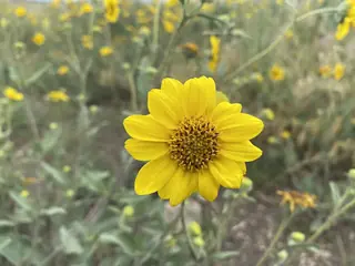 Bush Sunflower