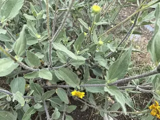 Bush Sunflower (Helianthus pumilus) — mature form