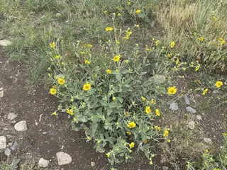 Bush Sunflower (Helianthus pumilus) — foliage