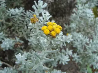 STEPPESUNS Hokubetsi