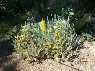 STEPPESUNS Hokubetsi (Helichrysum trilineatum 'P021S') — mature form